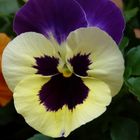 Viola del pensiero