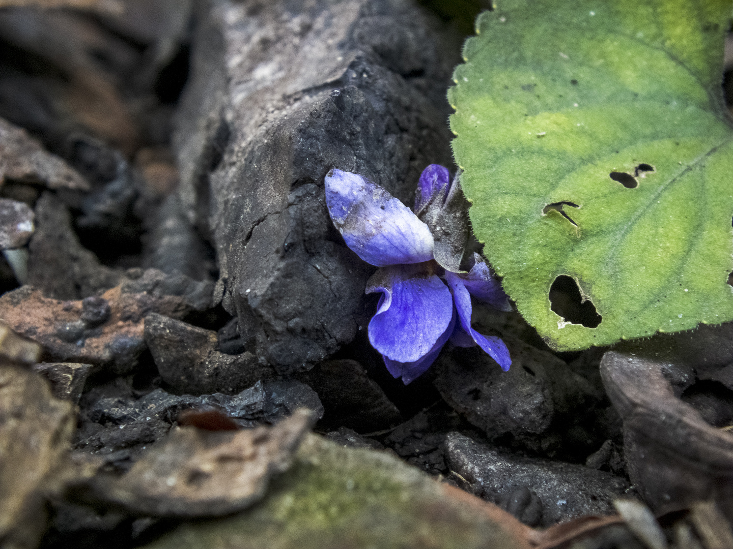 Viola della foresta