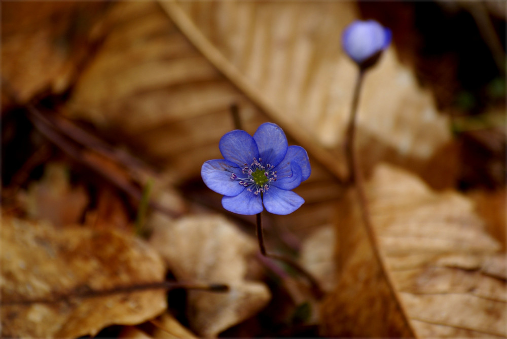 Viola di bosco