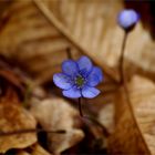 Viola di bosco