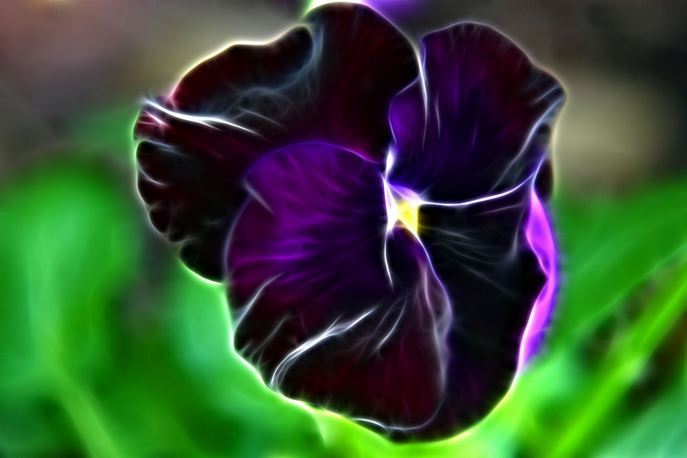 Viola