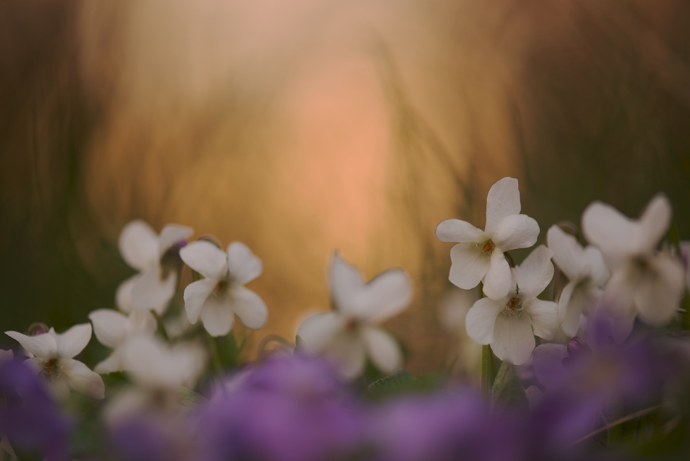 Viola in the Last light