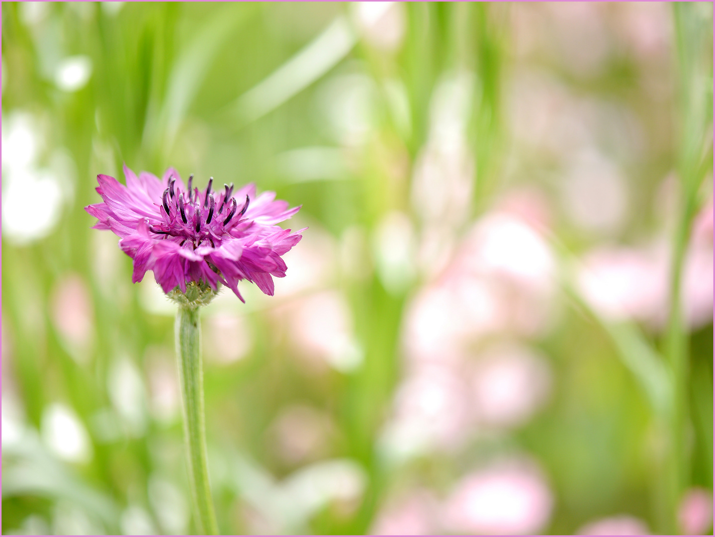 Viola in Wiese