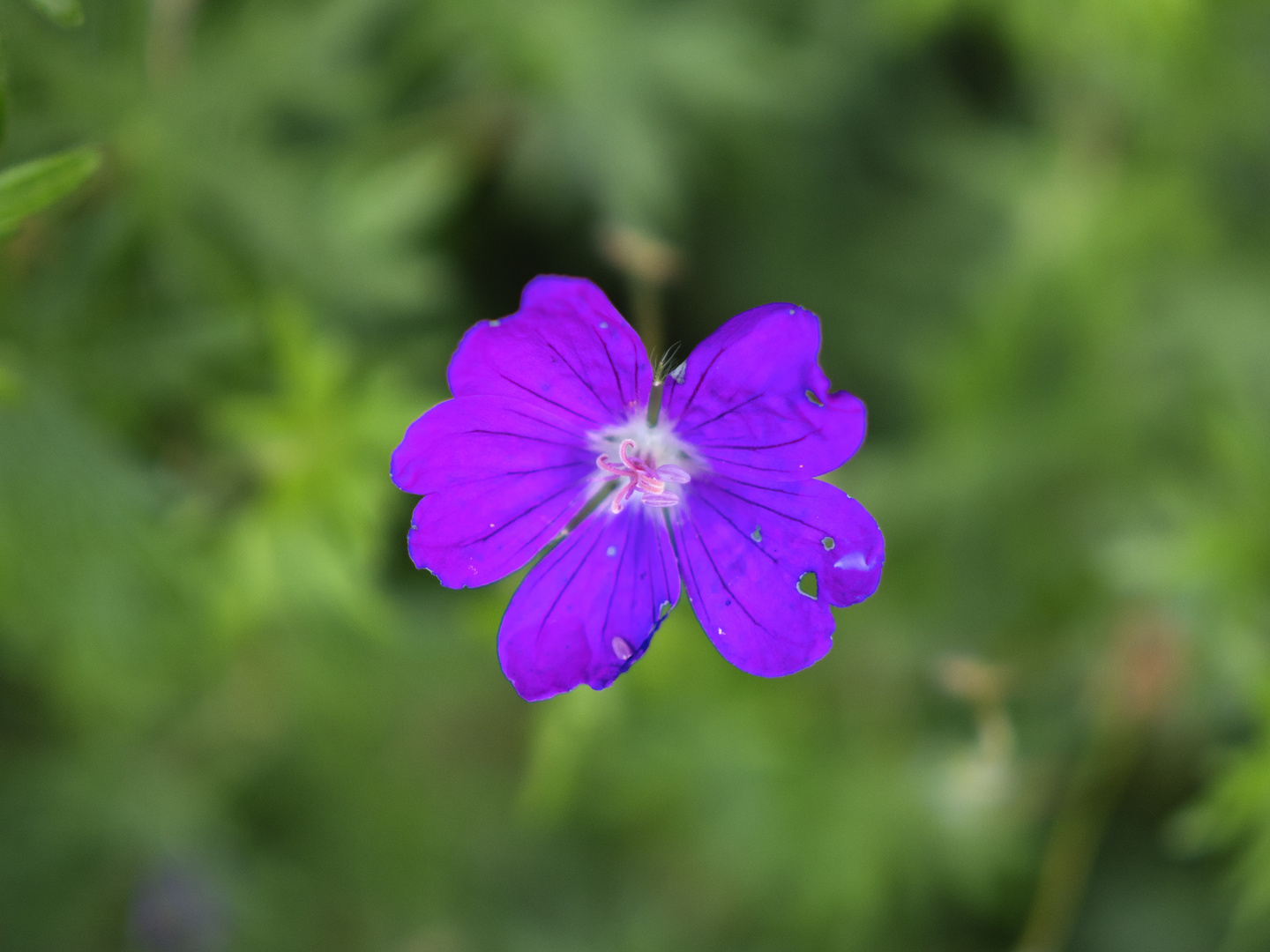 Viola nel verde