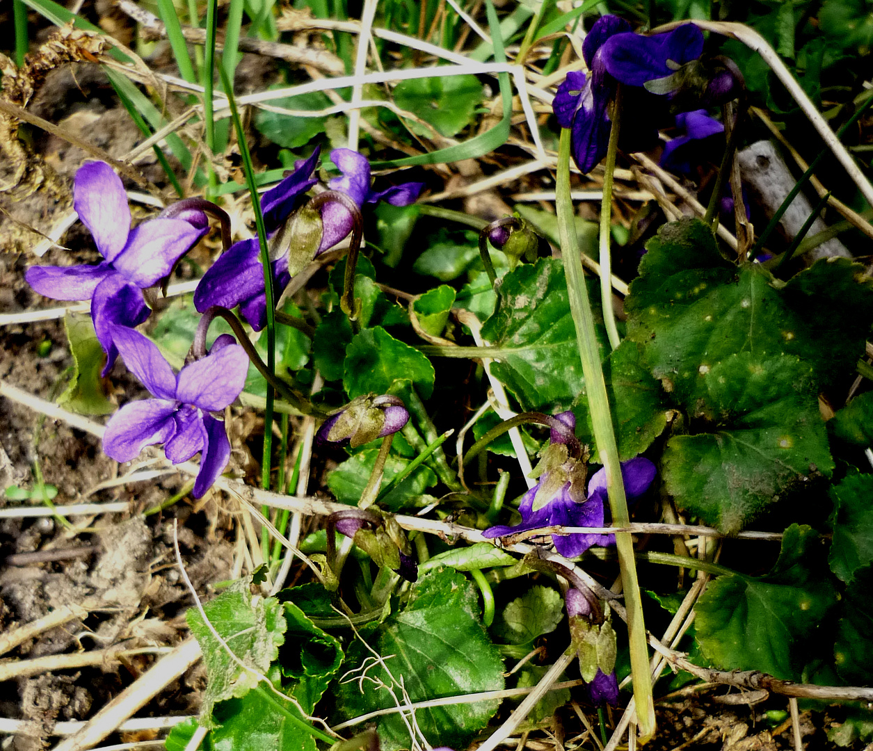 Viola odorata