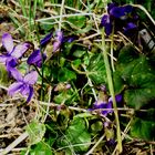 Viola odorata