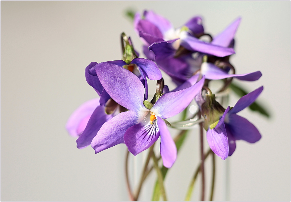 Viola odorata