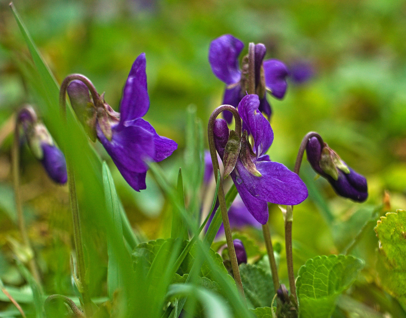 Viola odorata