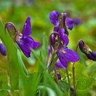 Viola odorata