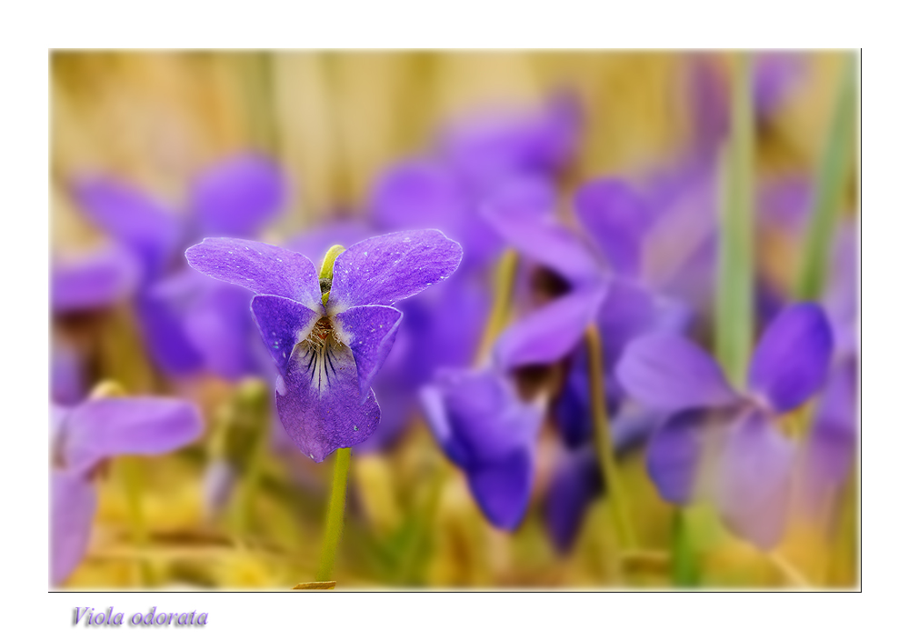 Viola odorata