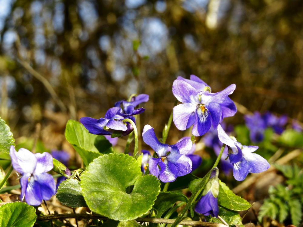 Viola odorata, "Wohlriechendes Veilchen"