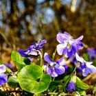 Viola odorata, "Wohlriechendes Veilchen"