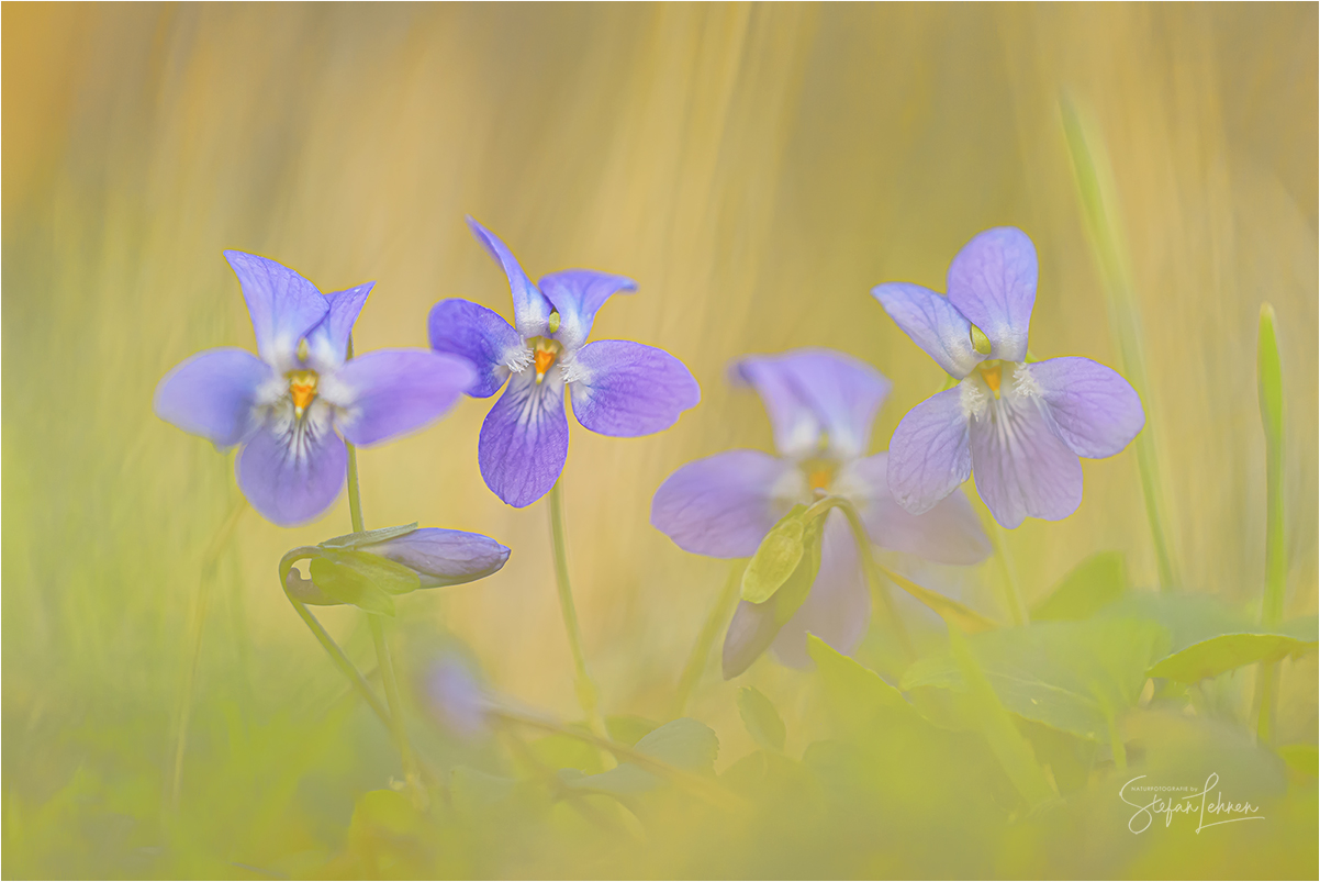 Viola ordorata