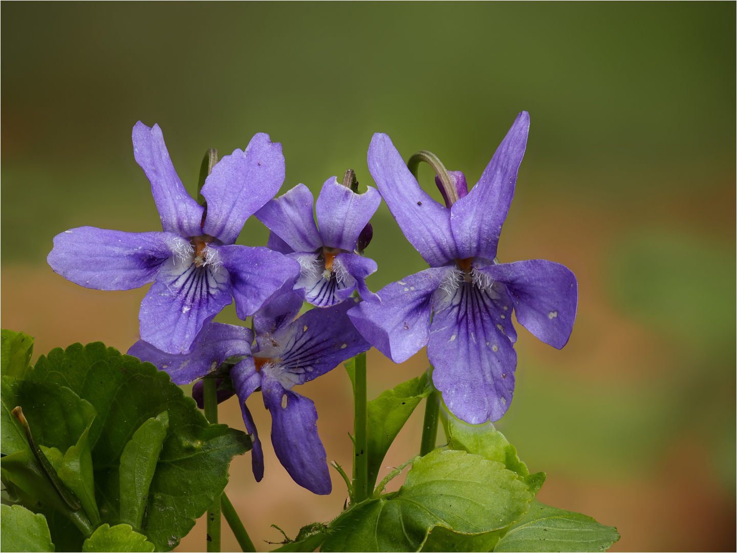 Viola reichenbachiana