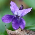 Viola reichenbachiana