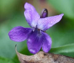 Viola reichenbachiana