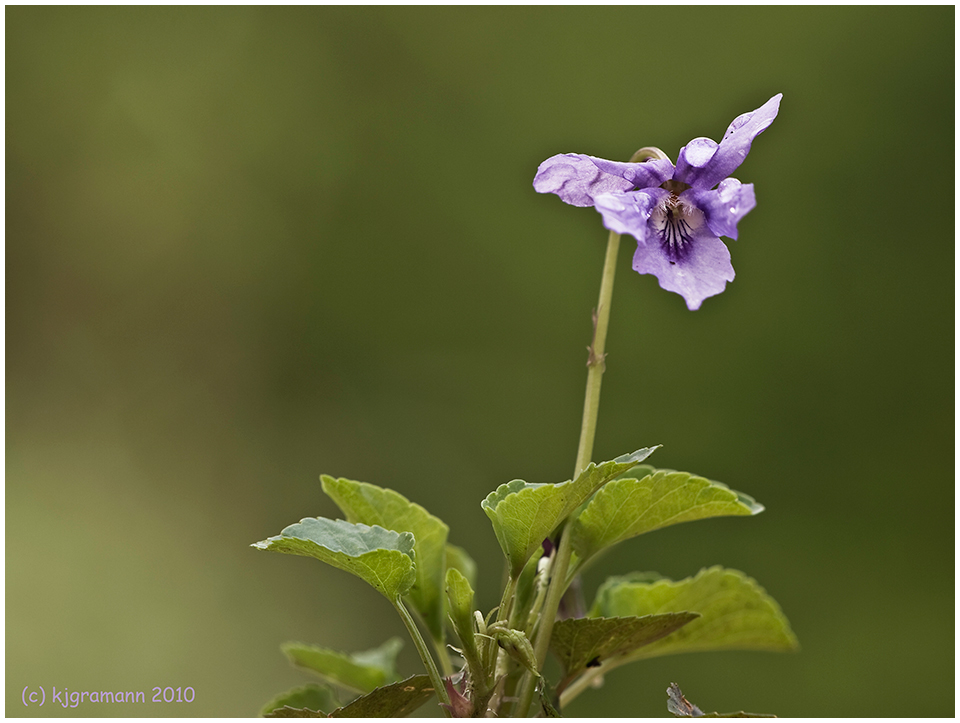 Viola reichenbachiana