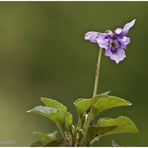 Viola reichenbachiana