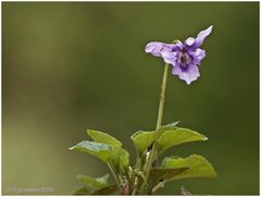 Viola reichenbachiana