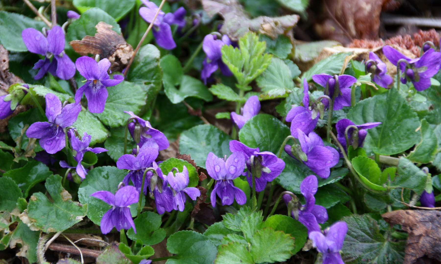 Viola reichenbachiana