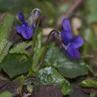 Viola riviniana