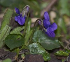 Viola riviniana