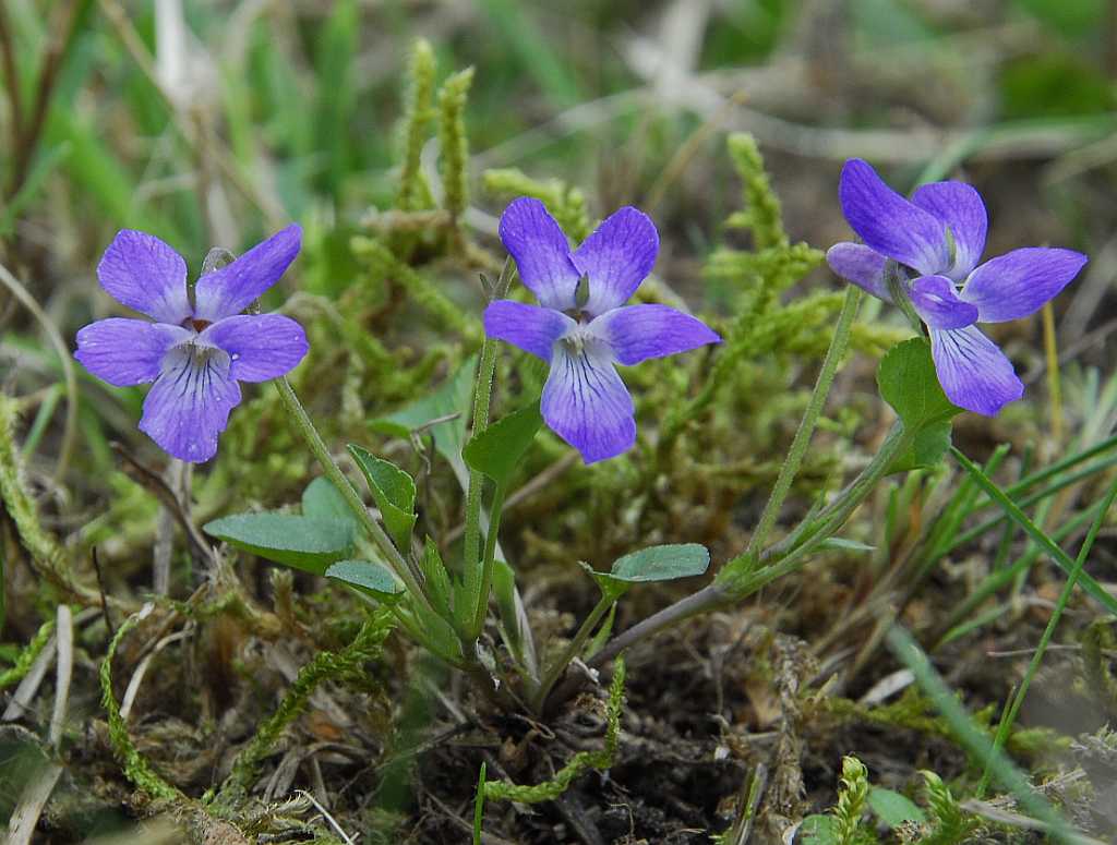 Viola rupestris - das Sandveilchen