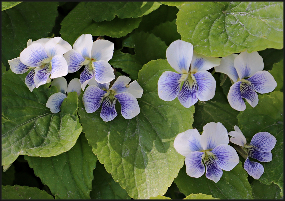 Viola sororia