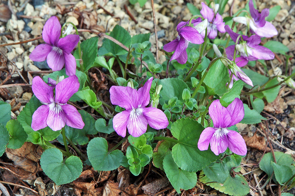 Viola sororia