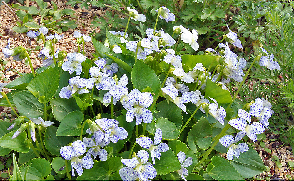 Viola sororia freckles