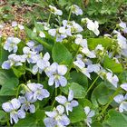 Viola sororia freckles