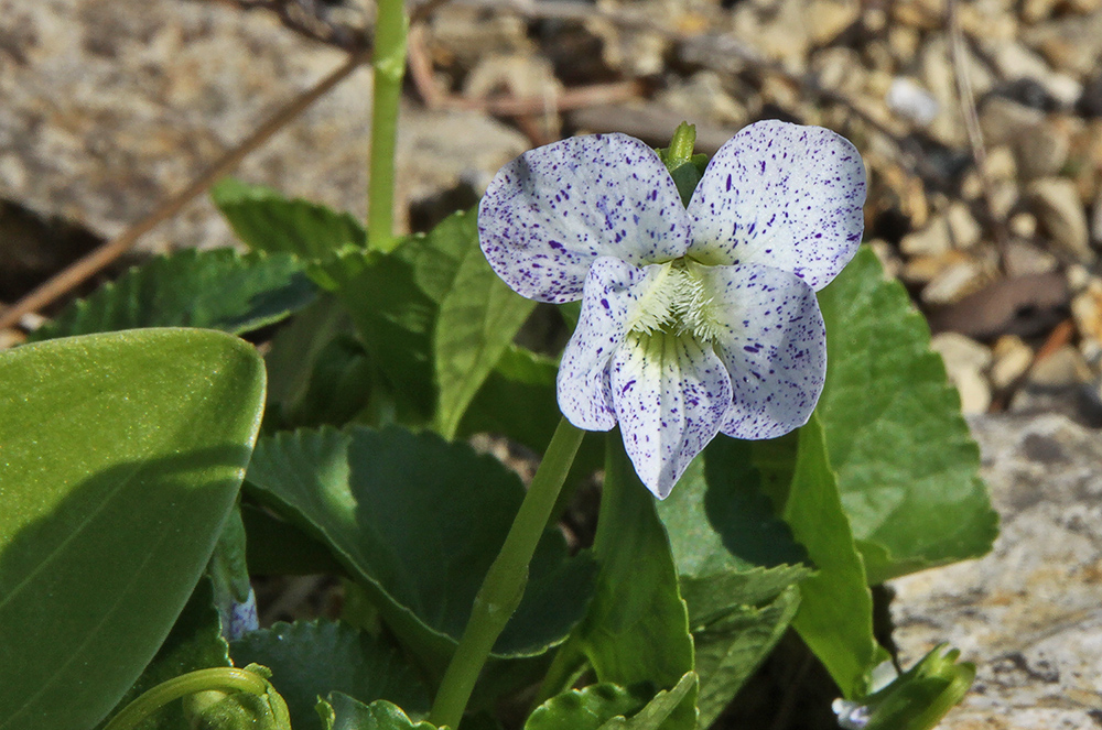 Viola sororia freckles