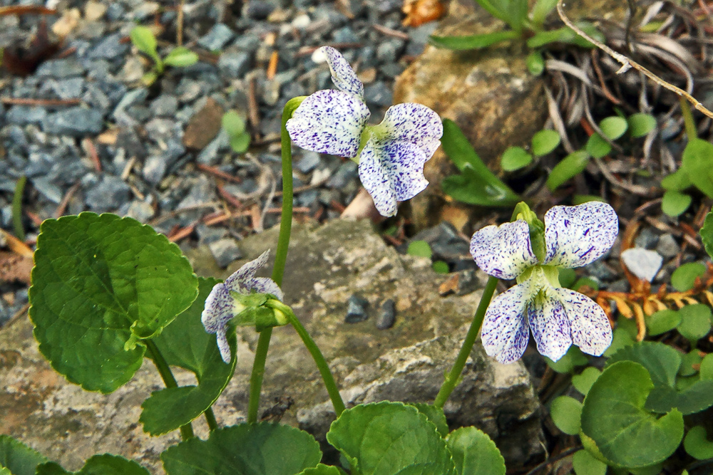 Viola sororia freckles