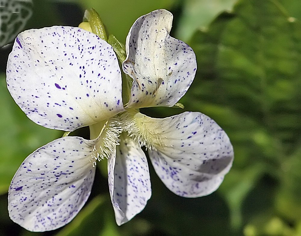 Viola sororia " freckles " Foto & Bild | pflanzen, pilze & flechten