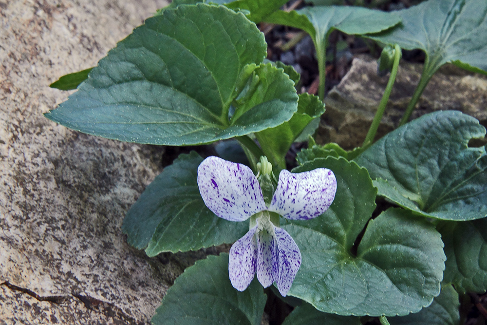 Viola sororia freckles