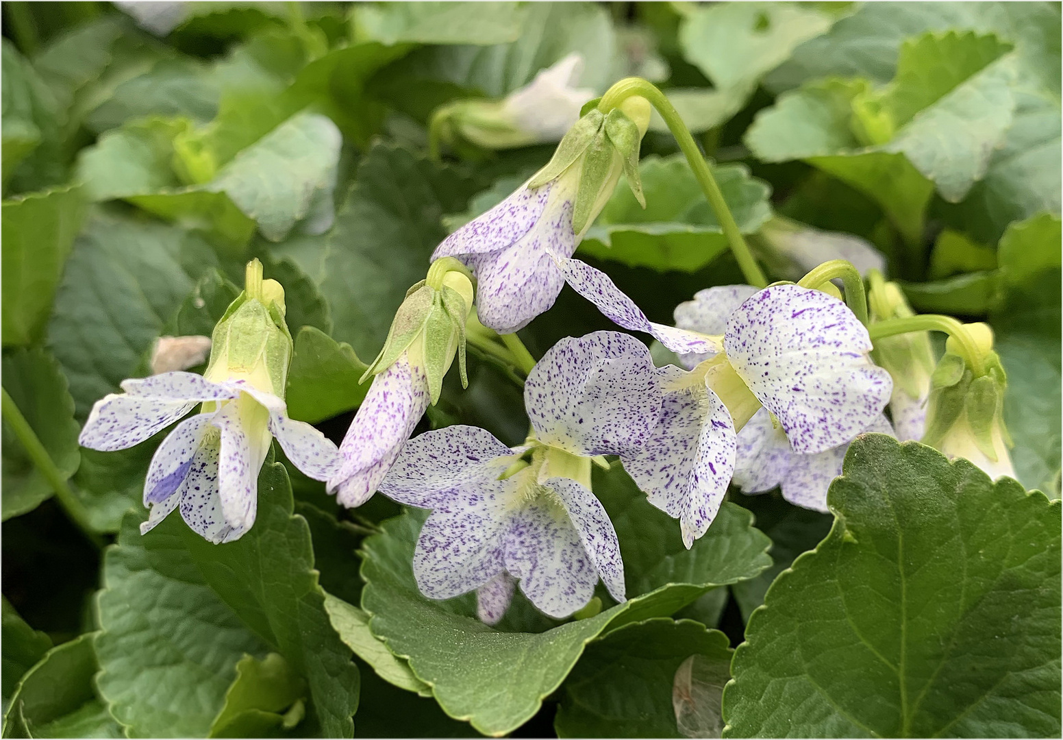 Viola sororia 'Freckles' - Pfingst-Veilchen