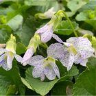 Viola sororia 'Freckles' - Pfingst-Veilchen