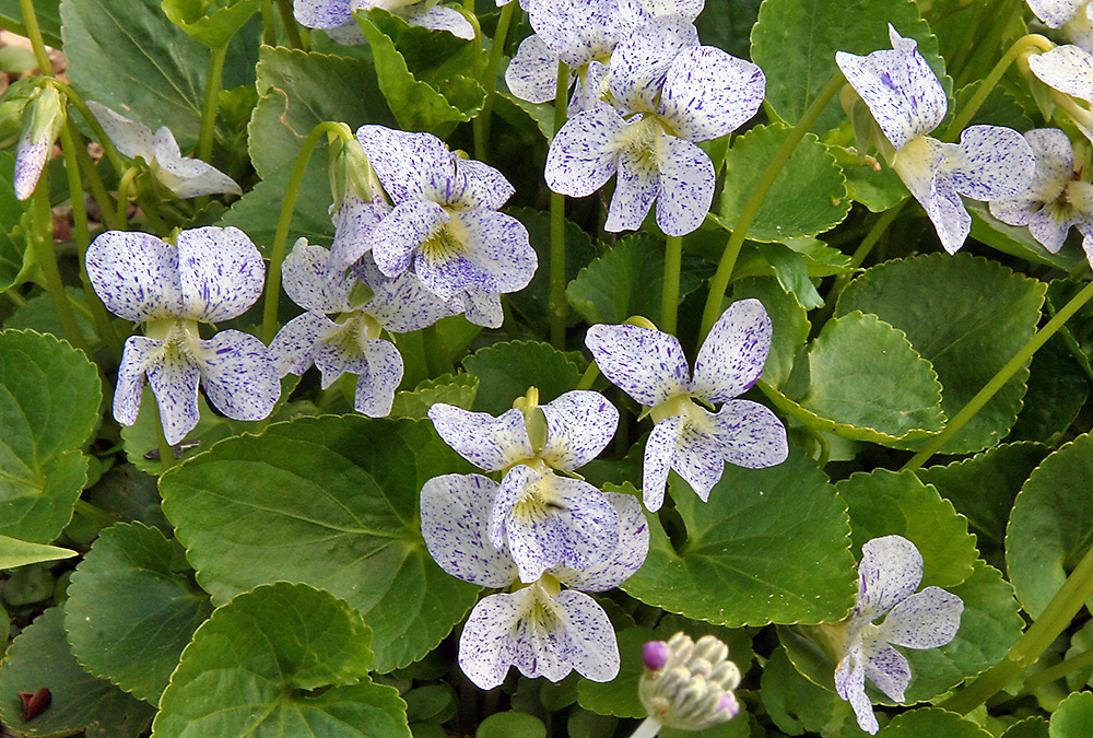 Viola sororia freckles - Pfingstveilchen