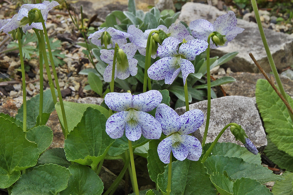 Viola sororia freckless