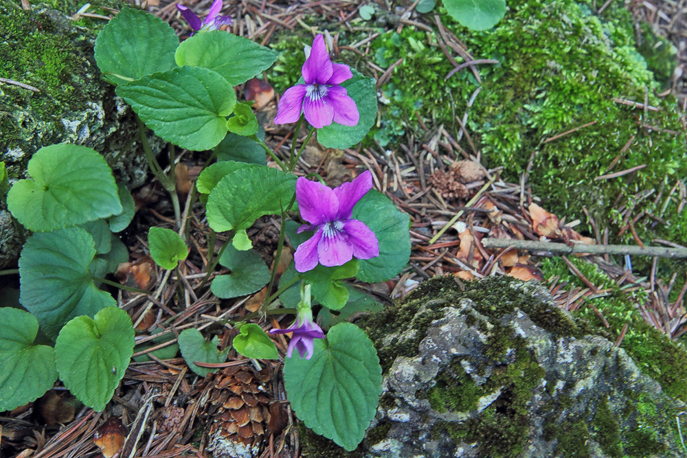 Viola sororia rubra