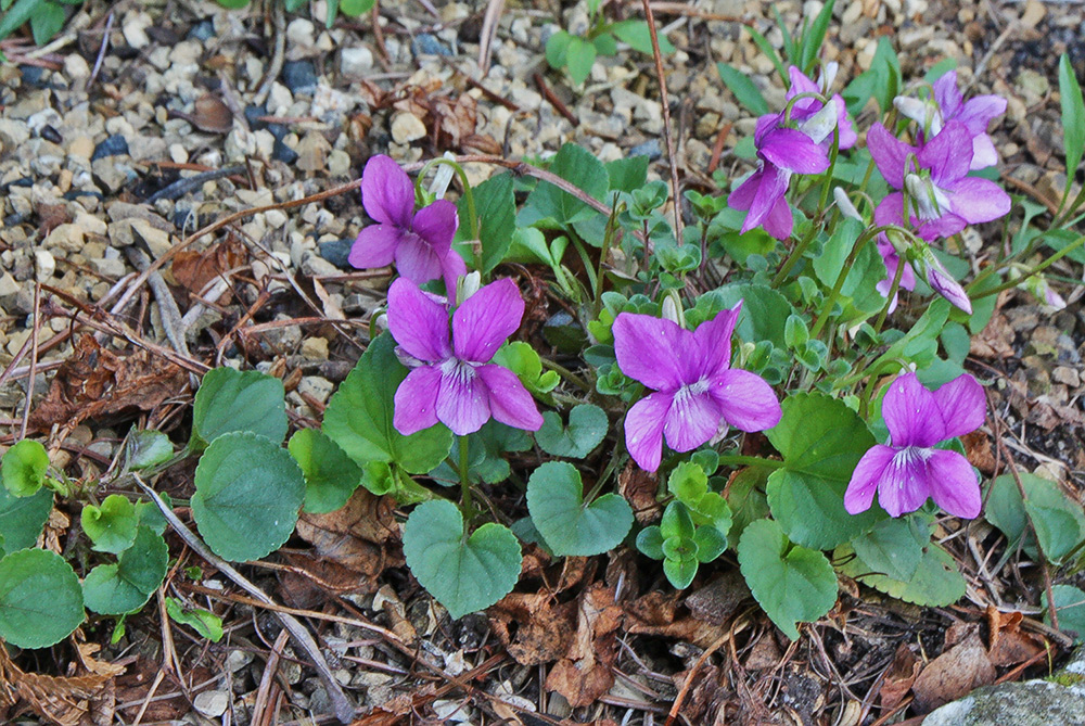 Viola sororia spec.- eine Veilchenzüchtung