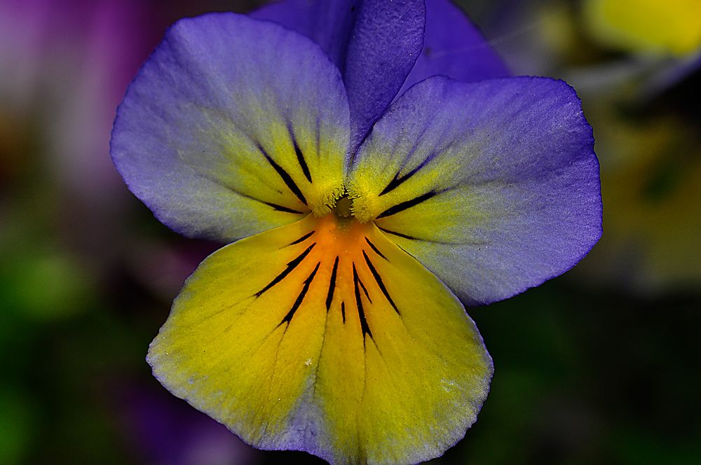 Viola tricolor