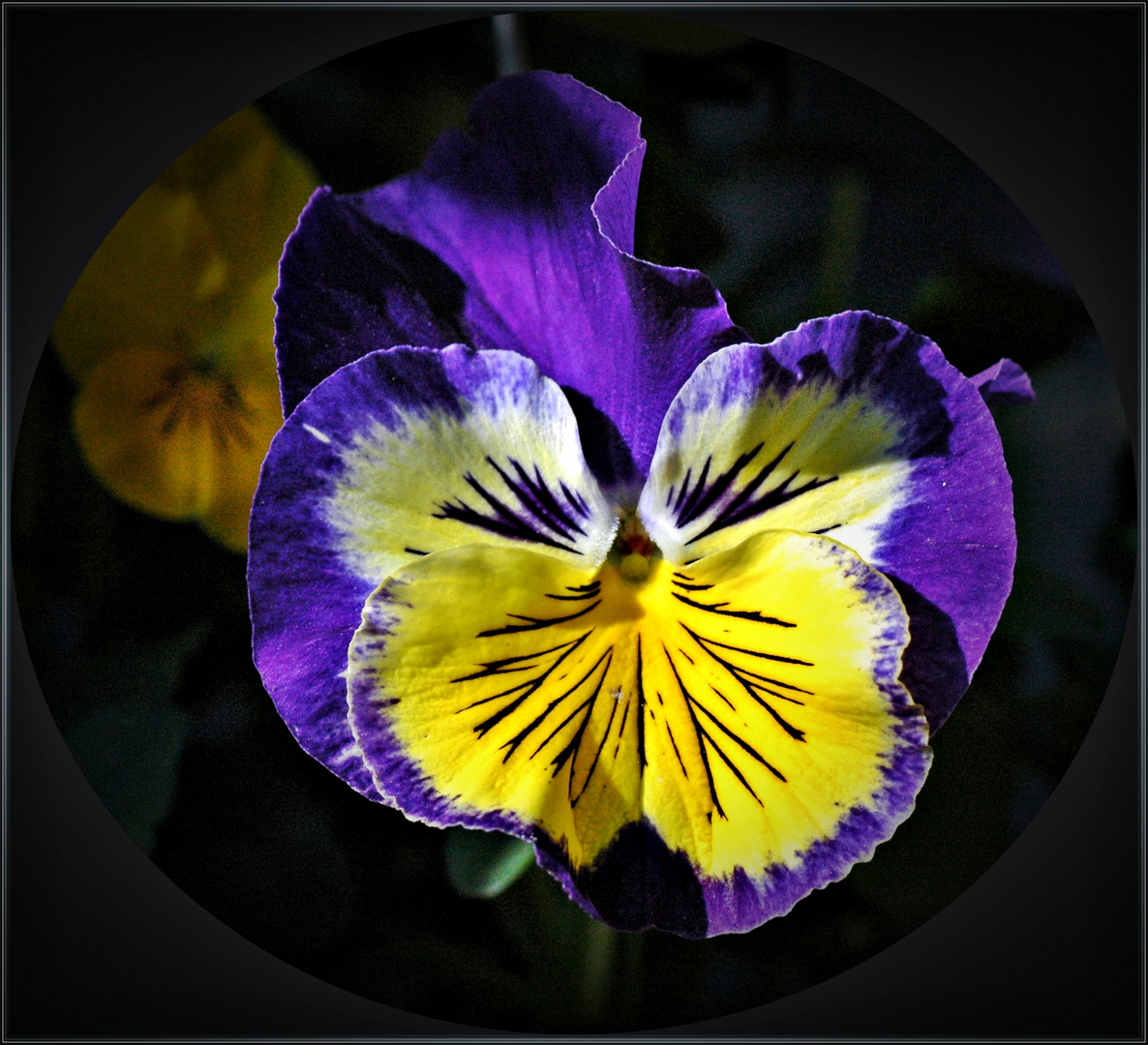 ~ Viola Tricolor ~