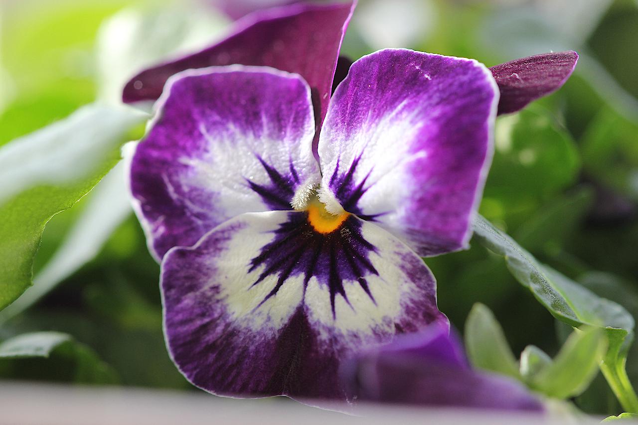 Viola Tricolor..