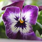 Viola Tricolor..