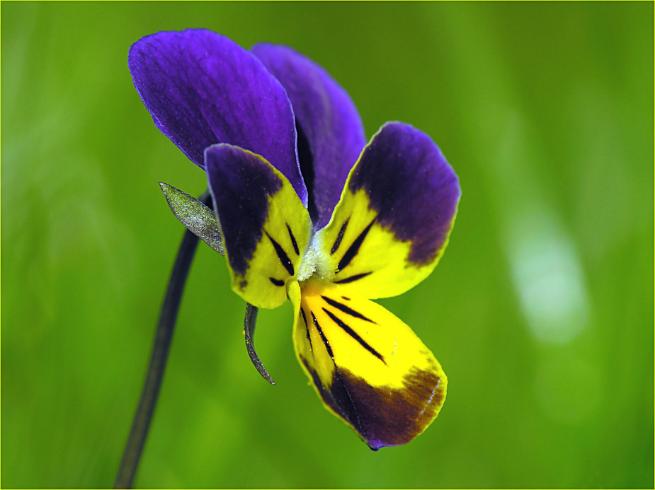 Viola tricolor