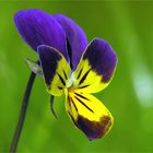 Viola tricolor