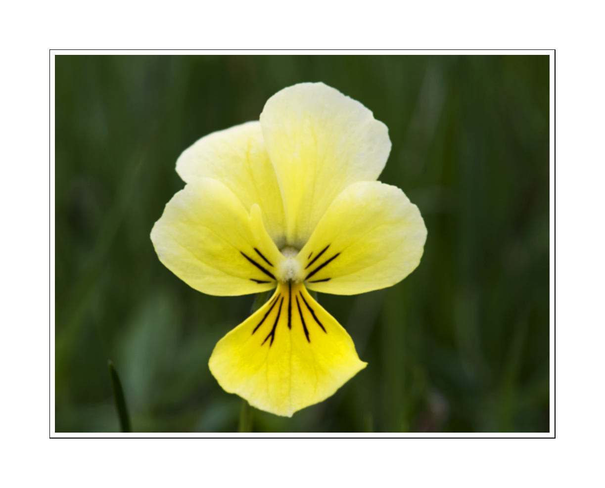 Viola tricolor