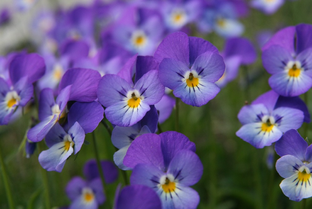 Viola tricolor