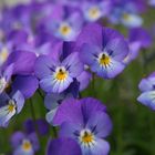 Viola tricolor